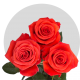 Orange Nina Roses 40-60 cm