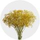 Flowers Baby Breath Xlence Tinted Yellow