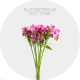 Flowers Alstroemeria Hot Pink