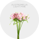 Flowers Alstroemeria Light Pink