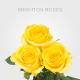 Box Yellow Brighton Roses 50 cm (100 St)
