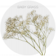 Flowers Baby Breath Xlence