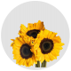 Sunflower Select