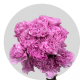 Flowers Lavender Carnations