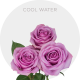 Lavender Cool Water 40-70 cm