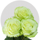 Box Garden Lemonade Roses 50 cm (100 St)