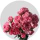 Flowers Carnations