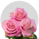 Box Pink Hermosa Roses 60 cm (100 St)