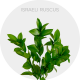 Greenery Ruscus (240 St)