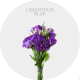 Flowers Lisianthus Blue 50-70 cm