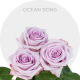Fresh Cut Ocean Song Lavender Roses
