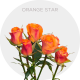 Spray Orange Star Roses 40-60 cm