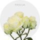 White Spray Pascua 40-60 cm