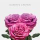 Box Queen´s Crown Roses 40 cm (125 St)