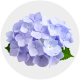Flowers Lavander Hydrangea