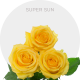 Box Yellow Super Sun Roses 60 cm (100 St)