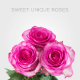 Box Pink Sweet Unique Roses 60 cm (100 St)