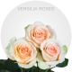 Verisilia Roses