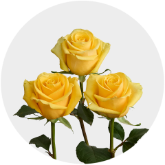 Yellow Bumblebee 50-60 cm