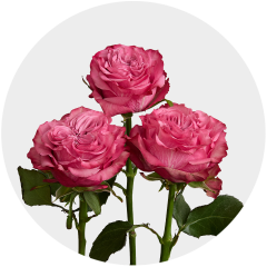 Country Blues Roses hot pink petals, 40-60 cm stems, available in solid boxes and bunches, premium farm-direct roses from Bellevue Roses