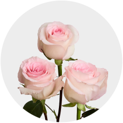 Light Pink Luciano Roses 50-60 cm