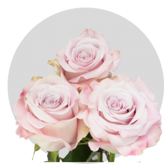 Lavender Faith Roses 40-60 cm