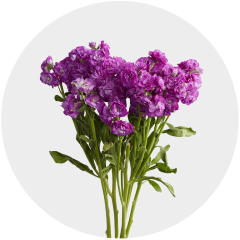 Flowers Stock Purple