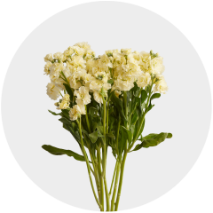 Flowers Stock Yellow