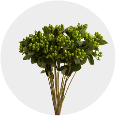 Flowers Hypericum Green