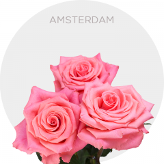 Coral Amsterdam Roses 40-60 cm