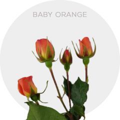 Orange Babe Spray Roses 40-60 cm