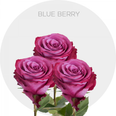 Lavender Blue Berry 40-60 cm