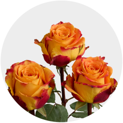 Orange Silantoi Roses 40-60 cm