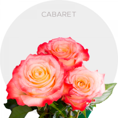Cabaret Bicolor Roses 40-60 cm