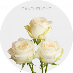 Garden Cream Candlelight Roses 50-70 cm