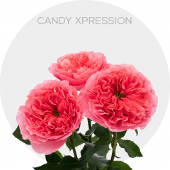 Pink Candy Xpression Garden Roses 40-60 cm