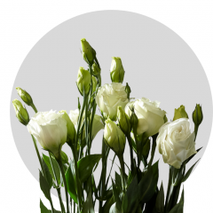 Lisianthus White 70 cm (150 St)