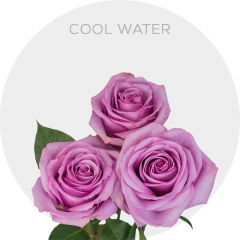 Lavender Cool Water 40-70 cm