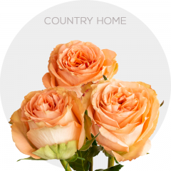 Country Home Roses pink and cream petals, 50-60 cm stems, premium farm-direct roses from Bellevue Roses