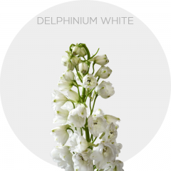 Flower's Delphinium Elatum White 50-60 cm (250 St)