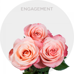 Coral Engagement Roses 50-70 cm