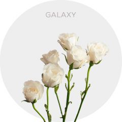Galaxy Spray 40-60 cm