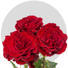 Garden Hearts Roses 50-60 cm