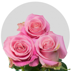Pink Hermosa Roses 50-70 cm