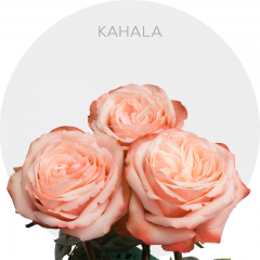 Peach Kahala Roses 40-60 cm