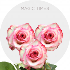 Hot Pink/Cream Magic Times Roses 40-60 cm
