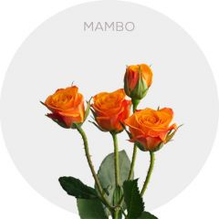 orange mambo spray roses 40-60 cm