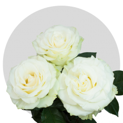 White Mondial Roses 50-70 cm