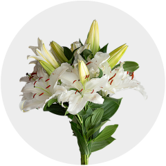 Flowers Oriental Lily White