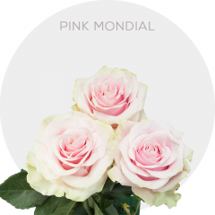 Light Pink Mondial Roses 50-70 cm